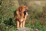 DOGUE DU TIBET 595